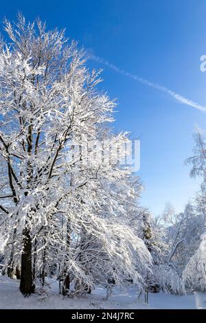 Buchenbaum (Fagus) in Laubwäldern, im Winter mit weißem Schnee bedeckt, Hala Slowianka, Beskiden, Polen. Stockfoto
