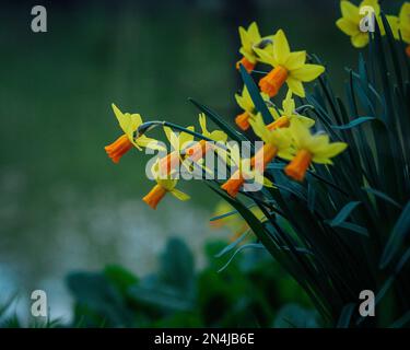 Die gelben Blumen isoliert auf grünem Hintergrund Stockfoto