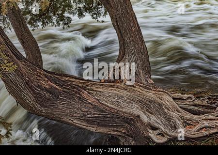 Ein ungewöhnlicher Februar schmilzt Schnee und Eis und lässt es den Sauble River hinunter in den Lake Huron donnern. Stockfoto