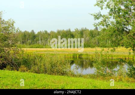 Wilder, unberührter See in den Tiefen der nördlichen Taiga von Yakutia im Wald auf einem grünen Feld. Stockfoto