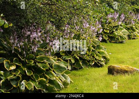 Ein Gartenrand, gesäumt mit blühenden Hosta-Pflanzen, die an den Blättern Saugschäden aufweisen Stockfoto