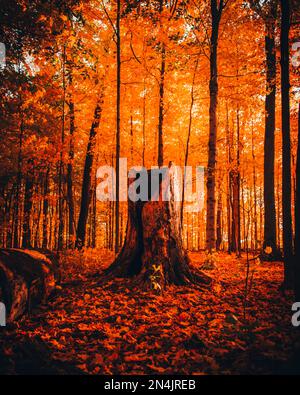 Ein Baumstumpf in einem Herbstwald, umgeben von wunderschönen gelben Blättern Stockfoto
