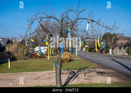 08. Februar 2023 Fast ein Jahr nach der massiven Invasion der Ukraine durch Russland wurden in Surrey, England, Großbritannien, blaue und gelbe Bänder an einen Baum gehängt, die ukrainischen Flaggenfarben zeigen die anhaltende britische Unterstützung für die Ukrainer. Stockfoto