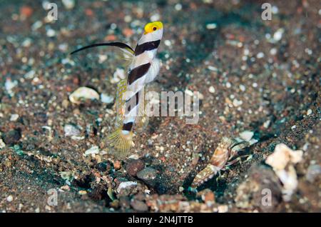 Schwarzer Garnelen, Stonogobiops Nematoden, mit Schnappgarnelen, Alpheus sp, durch Loch im Sand, Melasti Tauchplatz, Seraya, Kubu Bezirk, Karangase Stockfoto