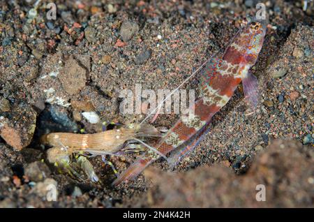 Blotchy Shrimpgoby, Amblyeleotris periophthalma, mit zwei Schnappgarnelen, Alpheus sp, Reinigungsloch, Pong Pong Pong Tauchplatz, Seraya, Bezirk Kubu, Stockfoto