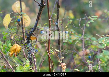 Blaue saftige wilde Blaubeeren aus dem Norden wachsen im Herbst auf einem Busch in bunter Vegetation mit gelben Blättern und einem moosigen Baumstamm in den Yakut-Foren Stockfoto
