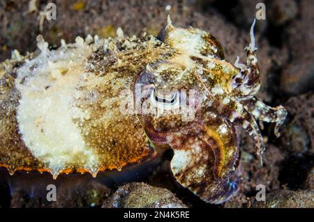 Broadclub Cuttlefish, Sepia latimanus, Nachttauchgang, Scuba Seraya House Reef Tauchplatz, Seraya, Kubu Bezirk, Karangasem, Bali, Indonesien, Indischer Ozean Stockfoto