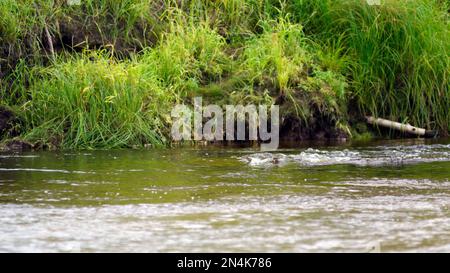Der schnelle Fluss eines kleinen nördlichen Flusses mit Blasen in der Nähe der Grasküste in der Taiga von Yakutia. Stockfoto