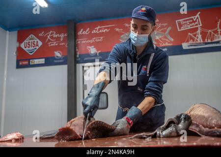 Schneiden und Vorbereiten von Fisch für die Konservenherstellung, Fischkonservenfabrik (USISA), Isla Cristina, Spanien Stockfoto