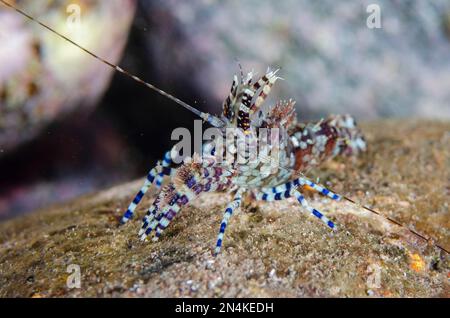 Saron Shrimp, Saron marmoratus, Nachttauchen, Scuba Seraya House Reef Tauchplatz, Seraya, Kubu District, Karangasem, Bali, Indonesien, Indischer Ozean Stockfoto