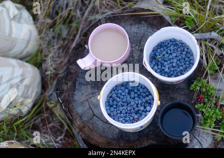 Zwei Tassen mit weißem Tee mit Milch und schwarzem Kaffee befinden sich im Wald auf einem Stumpf neben den wilden Blaubeeren, die gesammelt wurden und die Knie des Touristen ruhen. Stockfoto