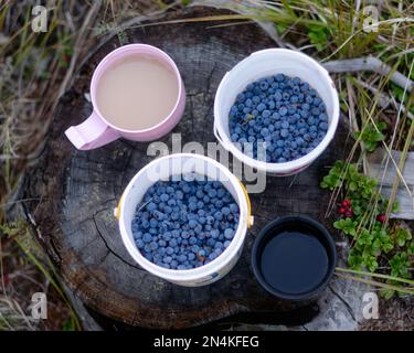 Zwei Tassen weißen Tees mit Milch und schwarzem Kaffee stehen im Wald auf einem Baumstumpf neben wilden Blaubeeren, gesammelt in Eimern und wachsen im Gras Stockfoto