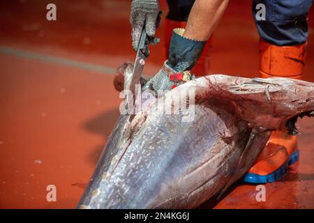 Schneiden und Vorbereiten von Fisch für die Konservenherstellung, Fischkonservenfabrik (USISA), Isla Cristina, Spanien Stockfoto