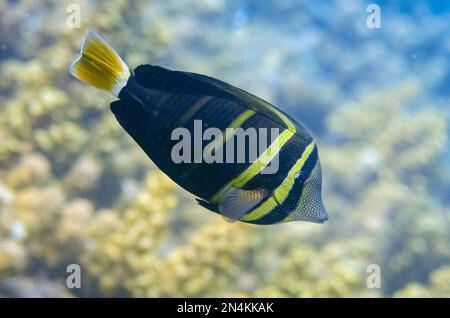 Pacific Sailfin Tang, Zebrasoma Velifer, Drop-off-Tauchplatz, Tulamben, Bezirk Kubu, Karangasem, Bali, Indonesien, Indischer Ozean Stockfoto