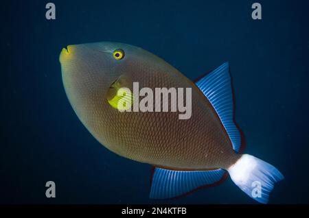 Pinktail Triggerfish, Melichthys vidua, Gorango Kecil Dive Site, Weda, Halmahera, North Maluku, Indonesien, Halmahera-Meer Stockfoto