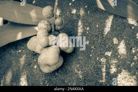 Grüne Früchte, Samen, Blüten und Knospen im Wald von Südafrika. Stockfoto