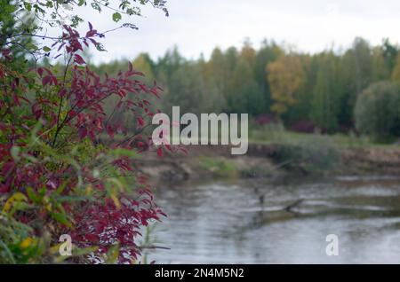 Leuchtend rote und grüne Büschelblätter unter dem Schnee mit Hagel im Herbst im wilden Norden von Yakutia vor dem Hintergrund eines mehrfarbigen Gefälles Stockfoto