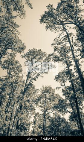 Baumkronen und Baumstämme von unten gesehen. Table Mountain National Park in Kapstadt, Südafrika. Stockfoto