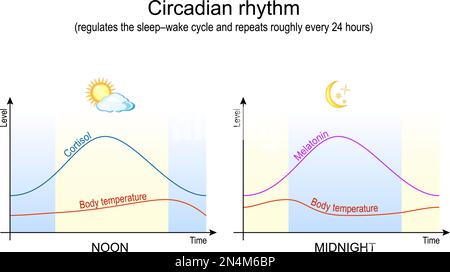 Zirkadianer Rhythmus. Körpertemperatur, Cortisol und Melatonin. Schlafstörungen, Schlaflosigkeit. Vektorposter Stock Vektor