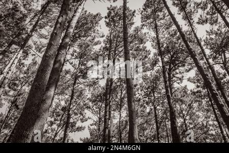 Baumkronen und Baumstämme von unten gesehen. Table Mountain National Park in Kapstadt, Südafrika. Stockfoto