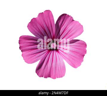 Frühling, Portugal. Solitary Annual Mallow, auch bekannt als Rose Mallow oder Royal Mallow. Familie Lavatera rosa Malvaceae. Isoliert auf weißem Hintergrund. Stockfoto