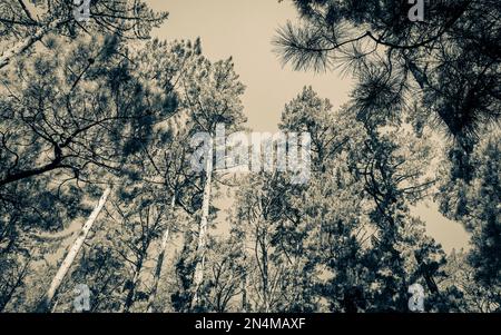 Baumkronen und Baumstämme von unten gesehen. Table Mountain National Park in Kapstadt, Südafrika. Stockfoto