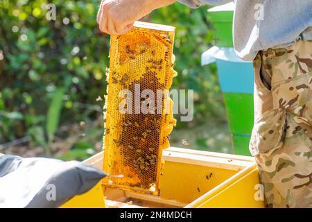 Der Imker stiehlt Bienen aus dem Gestell, vereint die Bienenfamilie und setzt den Gestell mit Queen-Zellen in den Imker. Gesundes Essen. Naturprodukte. Stockfoto