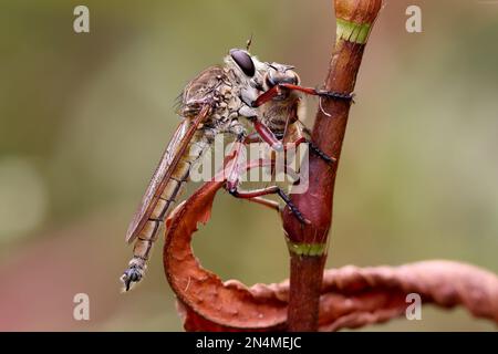 Australischer Robber Fly frisst Honigbiene Stockfoto