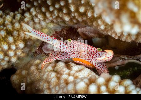 Rote Fleckenkrabbe, Trapezia Tigrina, mit Eiern, Nachttauchen, Flying Fish Cove Beach Tauchplatz, Weihnachtsinsel, Australien, Indischer Ozean Stockfoto