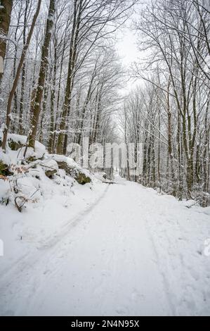 Gefrorener Wanderweg im Wald im Winter in odenwald, deutschland Stockfoto