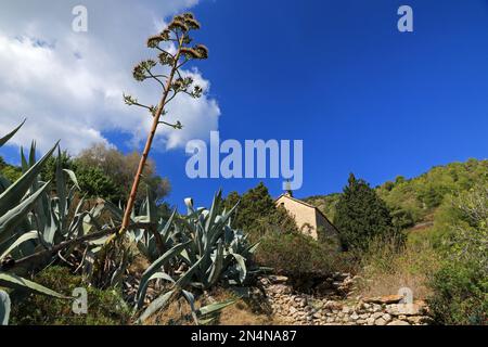 Malo Grablje, Little Grablje, Geisterdorf, verlassenes Dorf auf der Insel Hvar, Kroatien Stockfoto