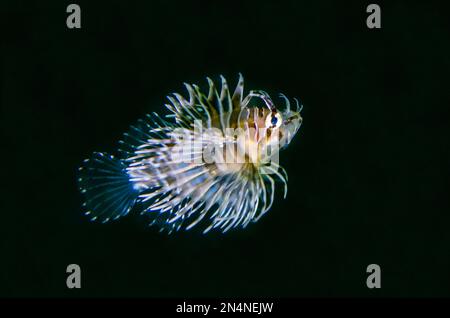 Spotfin Lionfish, Pterois antennata, I Love Amed Dive Site, Amed, Karangasem Regency, Bali, Indonesien, Indischer Ozean Stockfoto