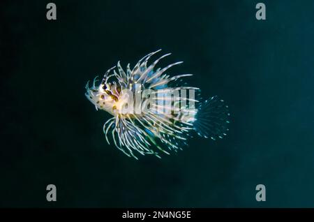 Spotfin Lionfish, Pterois antennata, I Love Amed Dive Site, Amed, Karangasem Regency, Bali, Indonesien, Indischer Ozean Stockfoto