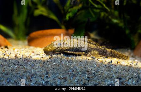 Bushymouth Catfish - Ancistrus dolichopterus Stockfoto