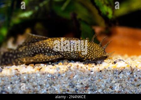 Bushymouth Catfish - Ancistrus dolichopterus Stockfoto