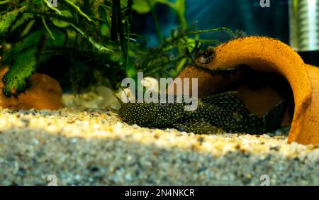 Bushymouth Catfish - Ancistrus dolichopterus Stockfoto