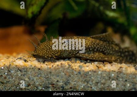 Bushymouth Catfish - Ancistrus dolichopterus Stockfoto