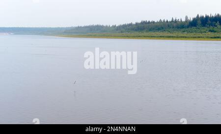 Vom Rauch trüb am Tag fliegen die Möwen im Norden von Yakutia über das Wasser des Flusses Vilyui. Stockfoto