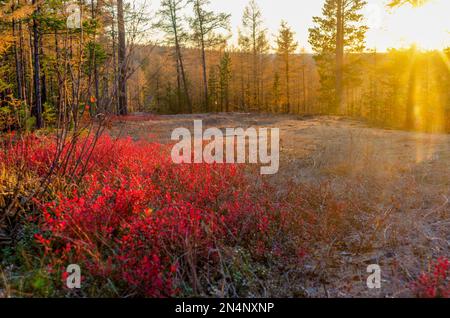 Ein farbenfroher Sonnenuntergang mit Sonnenstrahlen in der nördlichen Taiga von Yakutia durch die Kiefern auf dem Berg erhellt die herbstroten Blätter von tu Stockfoto