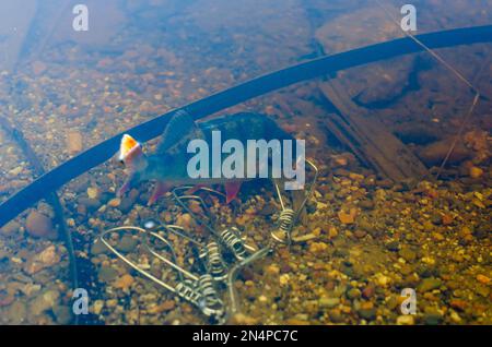 Gefangen in Fish Stringer schwimmt im klaren Wasser zwischen den Eisenstücken auf dem Boden. Stockfoto