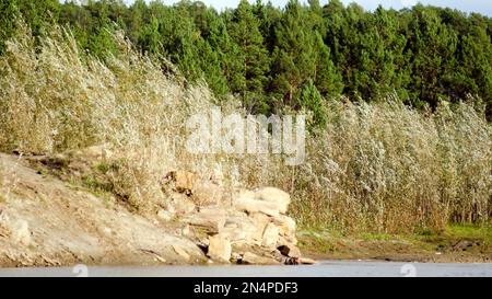 Wasser nördlich des Yakut kempendyay River, die Straße mit einem Steinhaufen an der Klippe und Streifen die Büsche vor der Tannentundra in kleinem Licht. Stockfoto