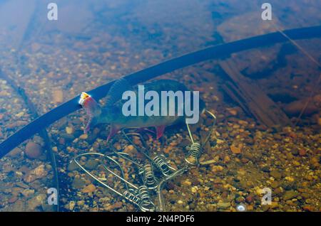 Gefangen im klaren Wasser zwischen den schwimmenden Eisenstücken unten an der Orangenflosse, die herausragt. Stockfoto