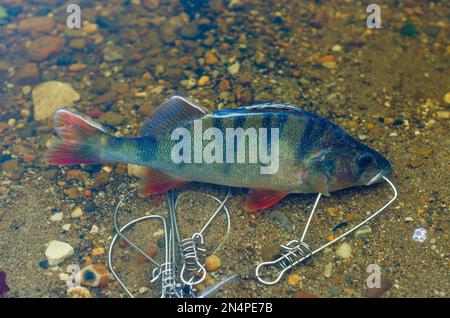 Gefangen in Fish Stringer im klaren Wasser schwimmt über den Felsen unten und ragt aus einer orangefarbenen Flosse heraus. Stockfoto