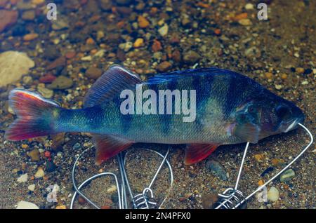 Gefangen in Fish Stringer schwimmt im klaren Wasser über den Felsen unten. Stockfoto