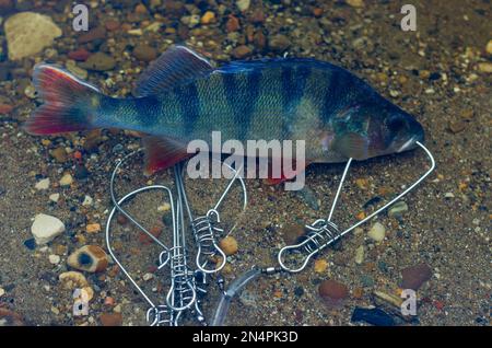 Gefangen in Fish Stringer schwimmt im klaren Wasser über den Felsen unten. Stockfoto