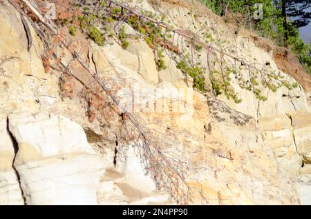 Gefallene Bäume auf einer Klippe aus Tongestein im nördlichen Fichtenwald von Yakutia. Stockfoto