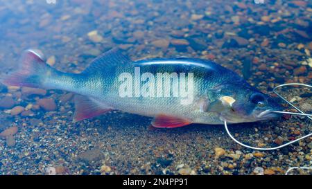 Gefangen in Fish Stringer im klaren Wasser schwimmt über den Felsen unten und ragt aus einer orangefarbenen Flosse heraus. Stockfoto