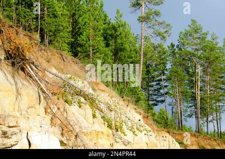 Am Nachmittag fallen Bäume auf einer Klippe aus Tongestein in der nördlichen Fichtentaiga von Yakutia unter einem Pinienwald. Stockfoto