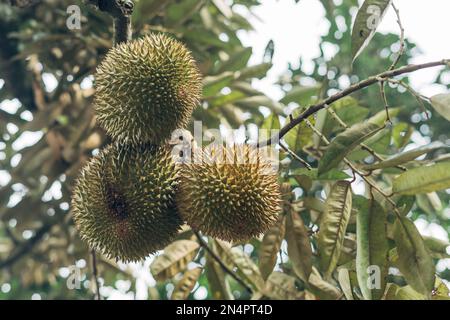 Durianfrucht (Durio zibethinus), die auf die Ernte wartet Stockfoto