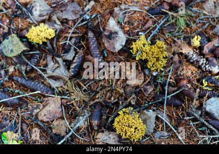 Gelbe Moosbündel wachsen zwischen Tannennadeln und Zapfen aus den Blättern im Wald der nördlichen Tundra von Yakutia. Stockfoto